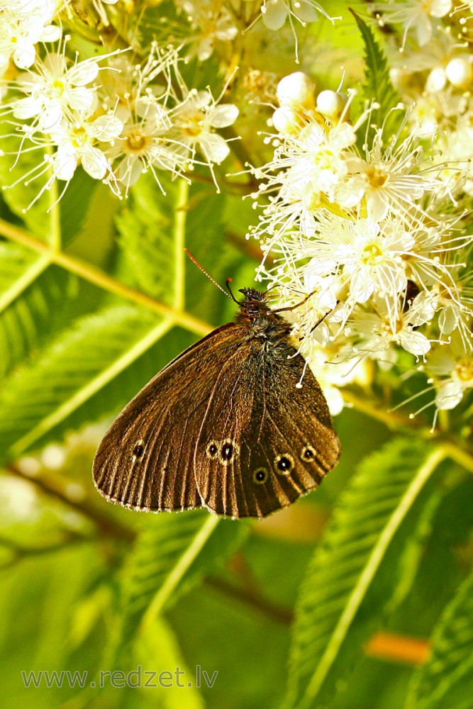Parastais samtenis