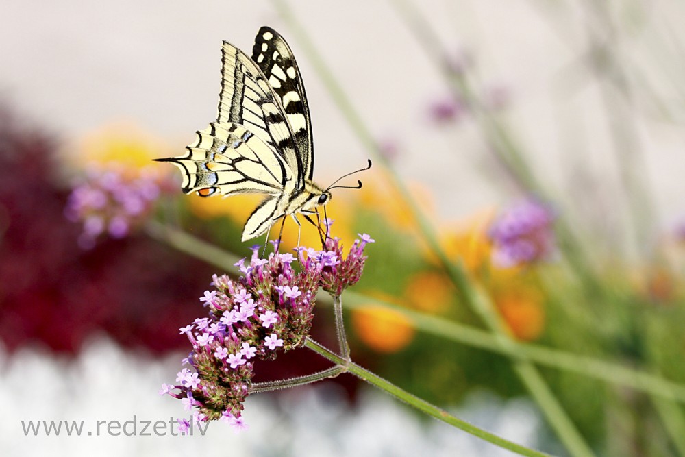 Čemurziežu dižtauriņš (Papilio machaon)