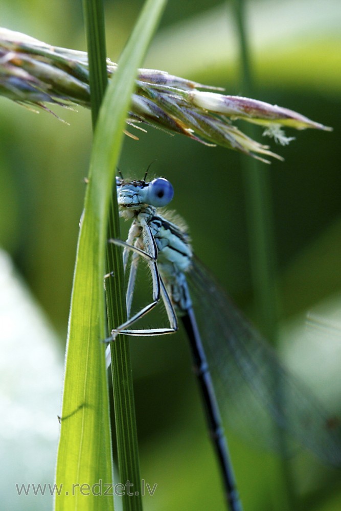 Gaišzilā krāšņspāre, tēviņš (Coenagrion puella)