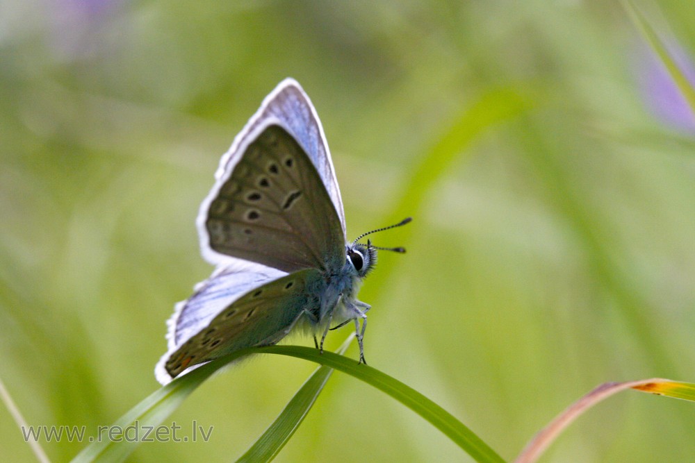 Silver-studded blue