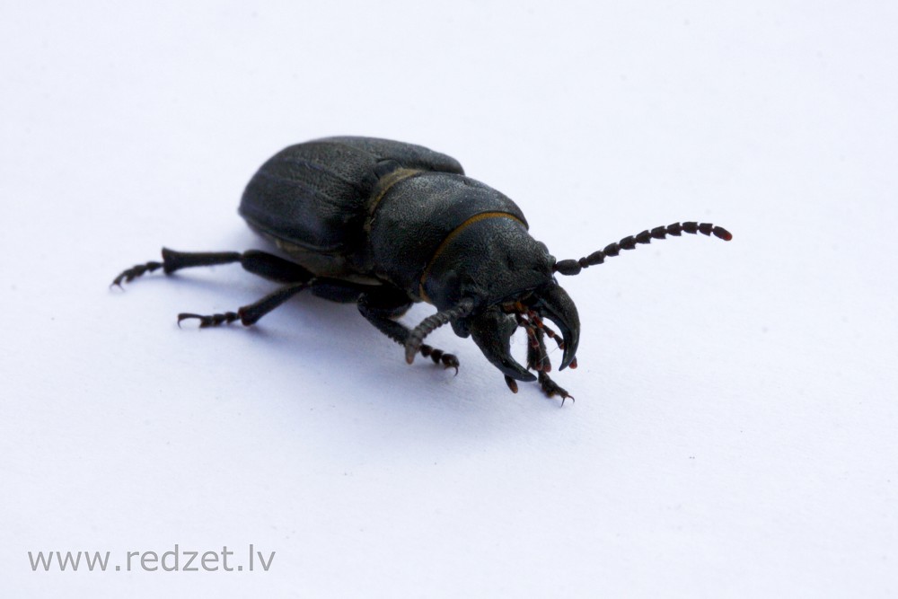 Beetle