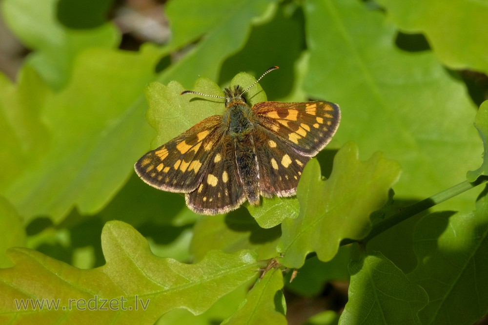 Chequered skipper