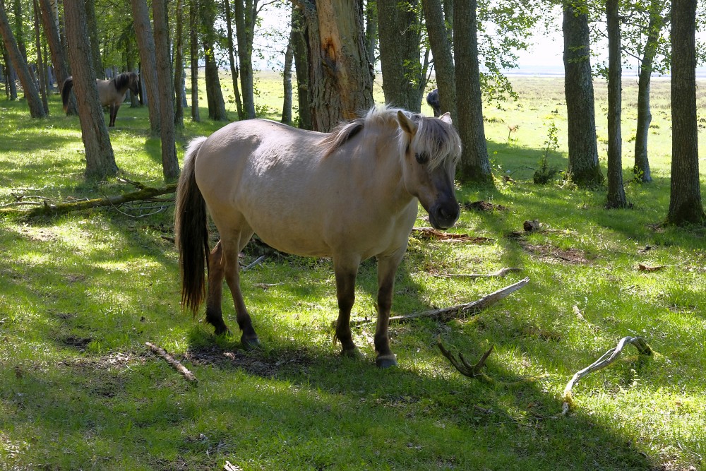 Wild Horses in the Nature Park "Engure Lake"