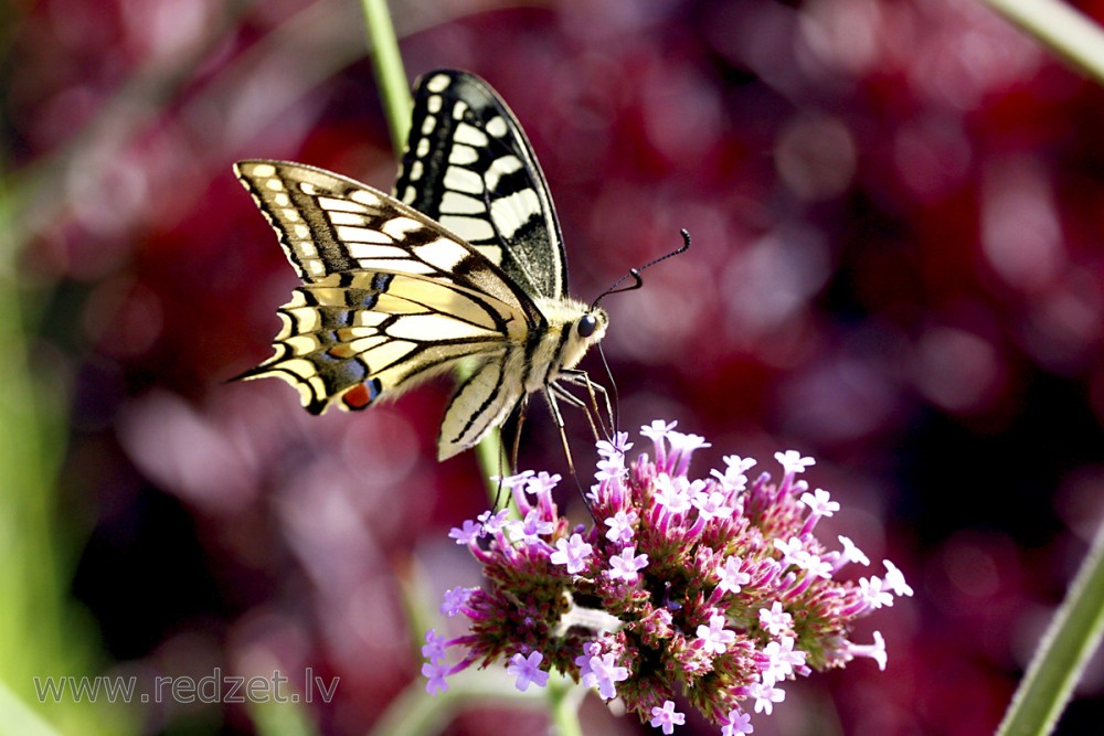 Čemurziežu dižtauriņš (Papilio machaon)