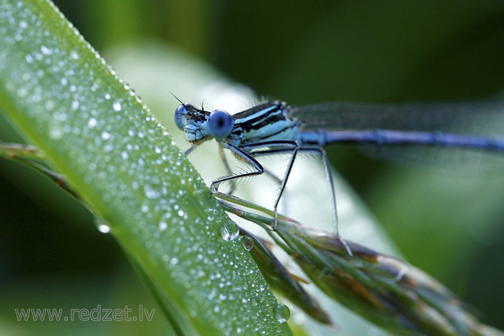 Azure damselfly Male
