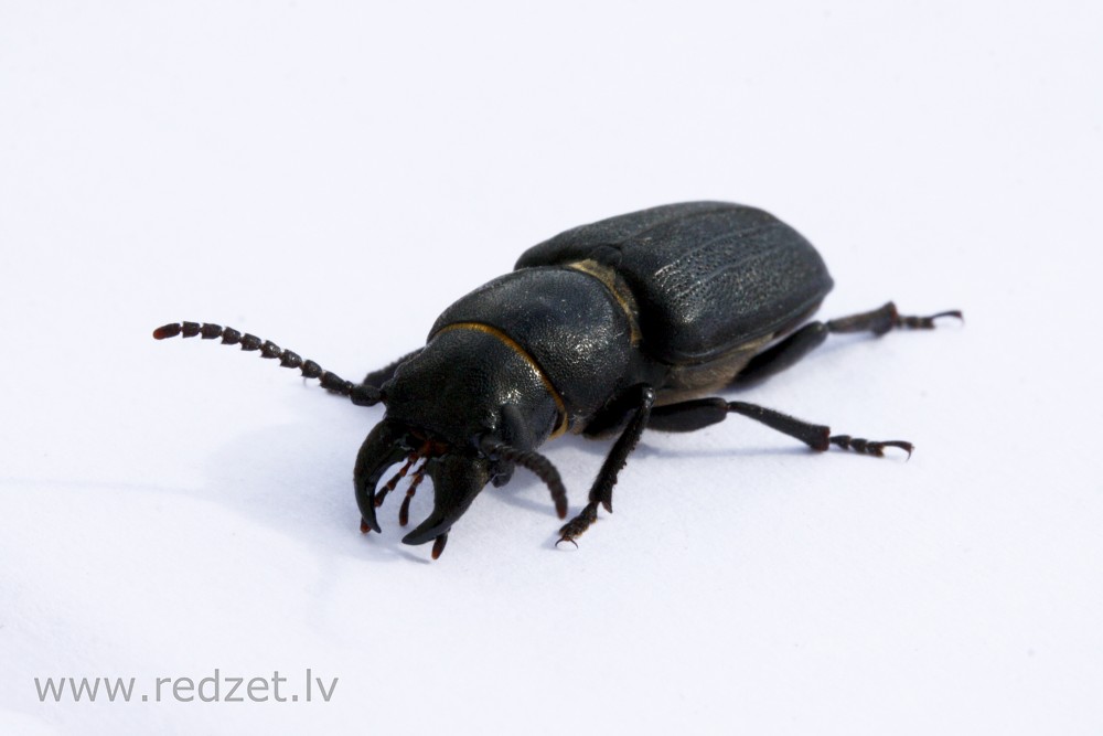 Beetle