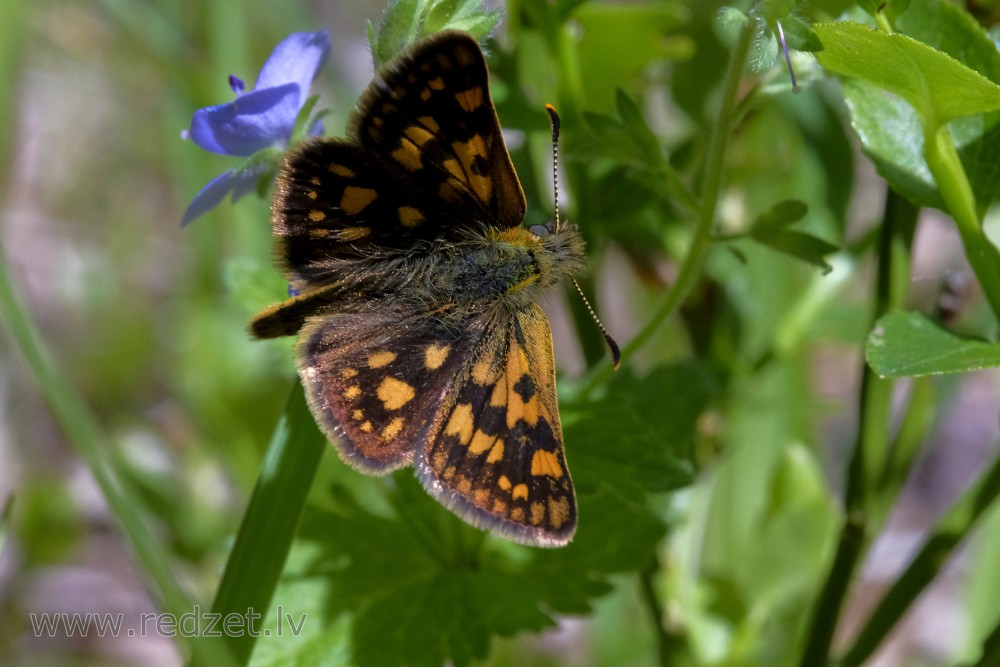 Chequered skipper