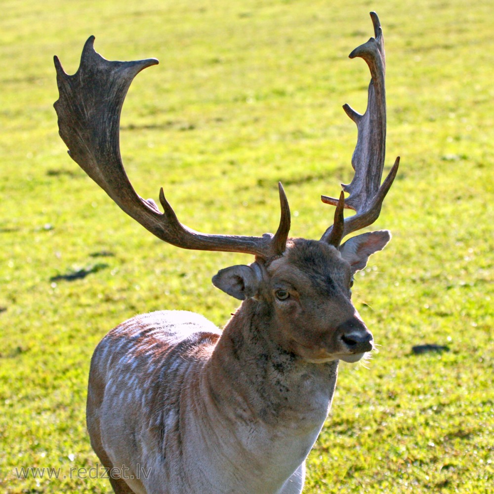 Fallow Deer Male