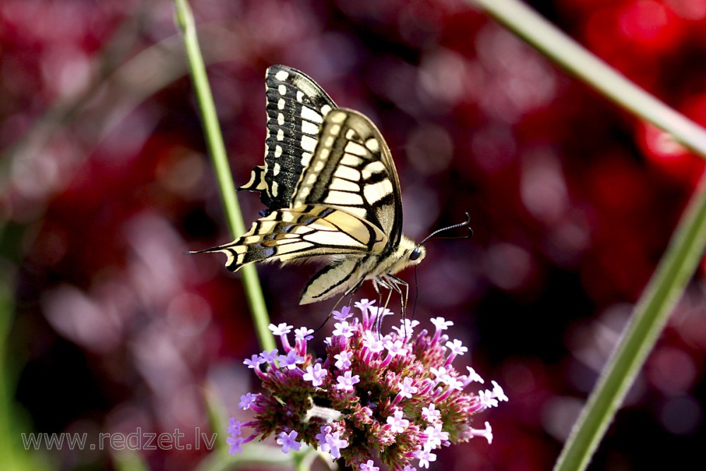 Čemurziežu dižtauriņš (Papilio machaon)