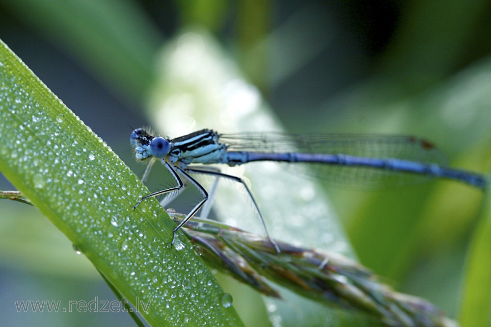 Azure damselfly Male