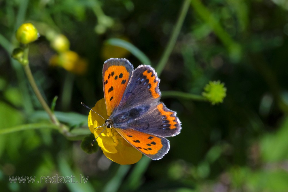 Small copper