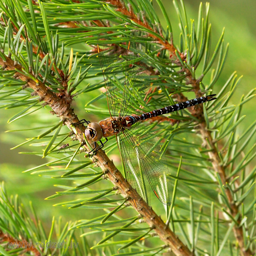 Dienvidu dižspāre, tēviņš