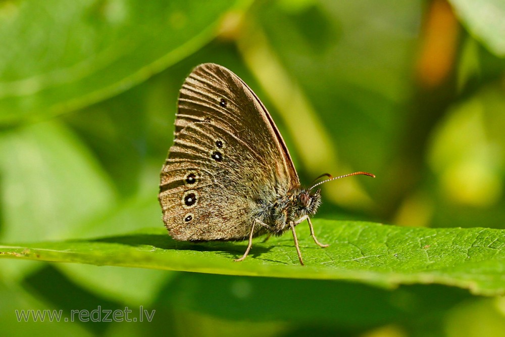 Parastais samtenis