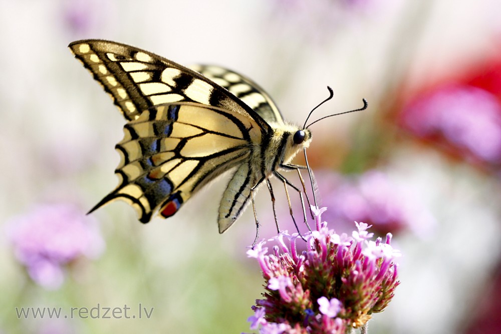 Old World swallowtail