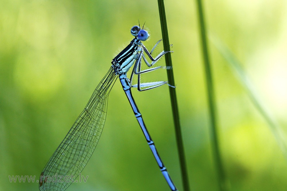 Azure damselfly Male