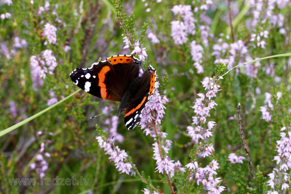 Red admiral on heathers