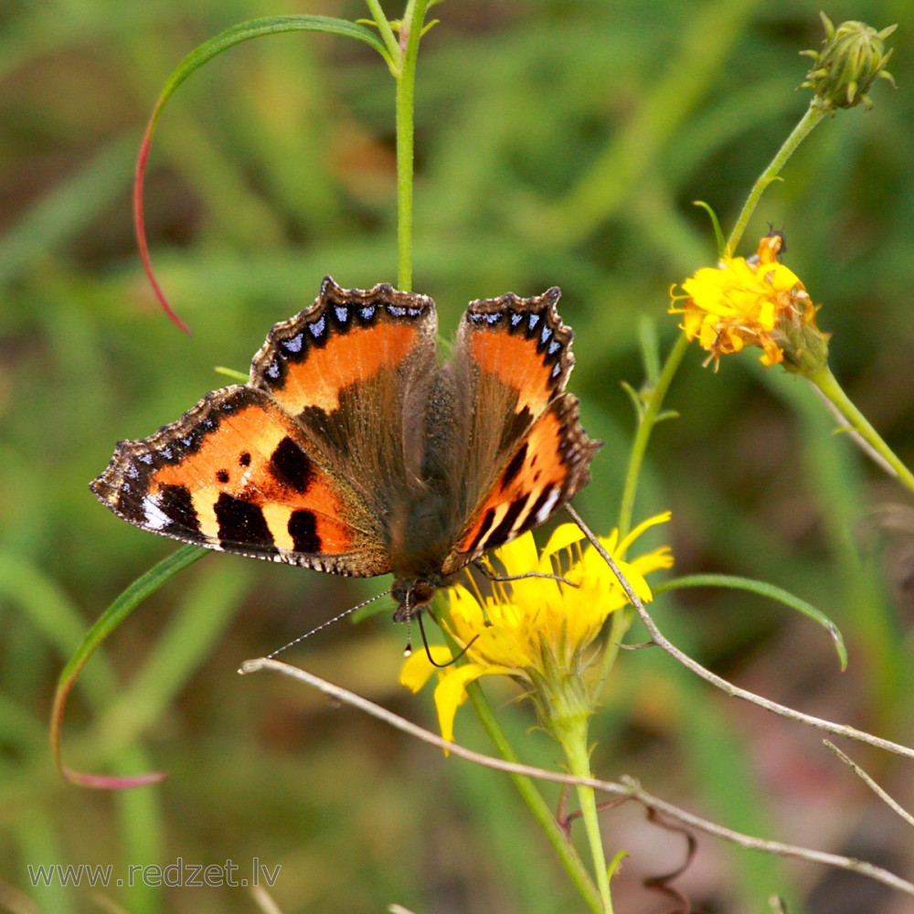 Small tortoiseshell on Flower