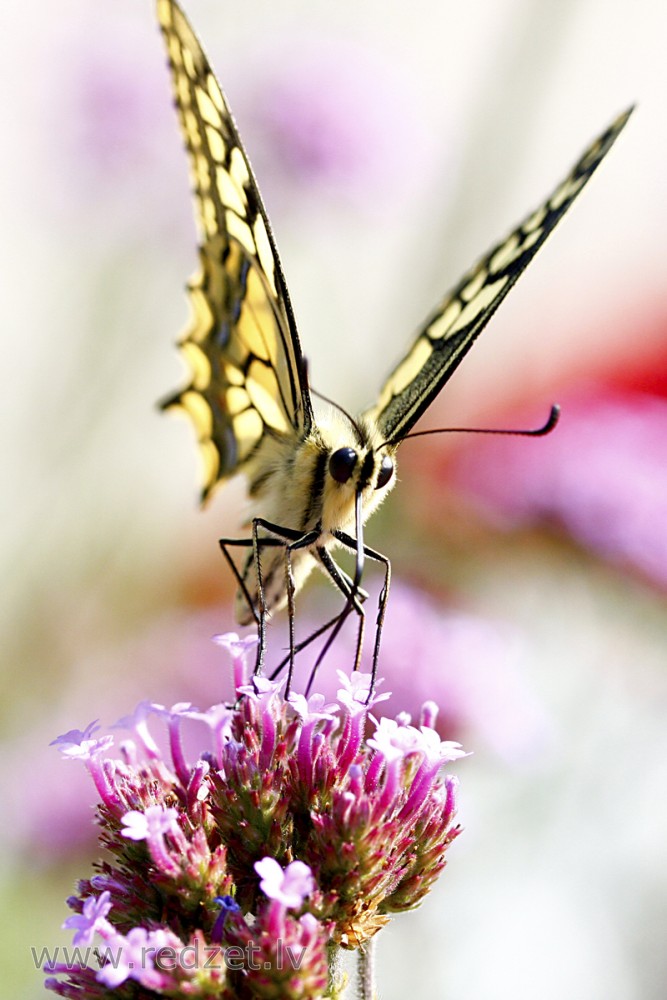 Old World swallowtail