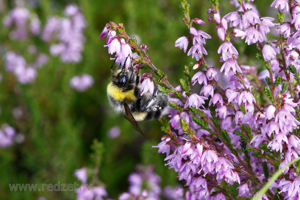 Bumblebee in heathers