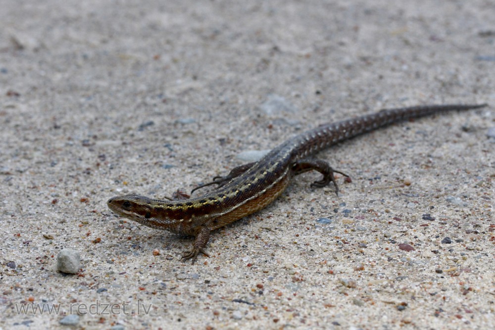 Lizard