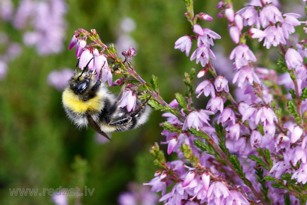 Bumblebee in heathers