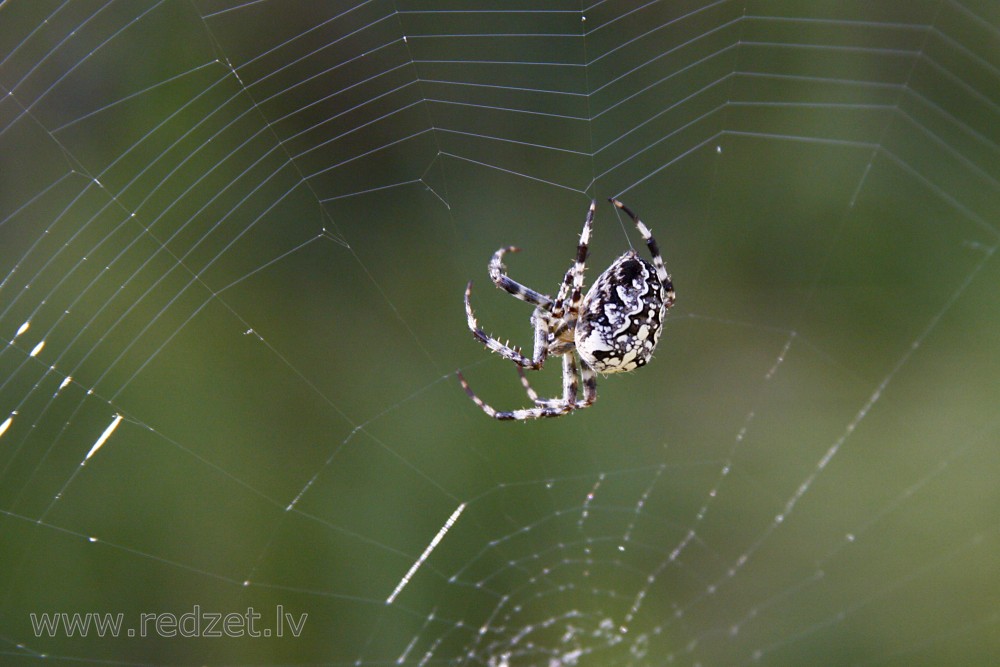 Spider on net