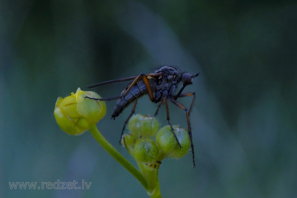 Dagger flies and balloon flies