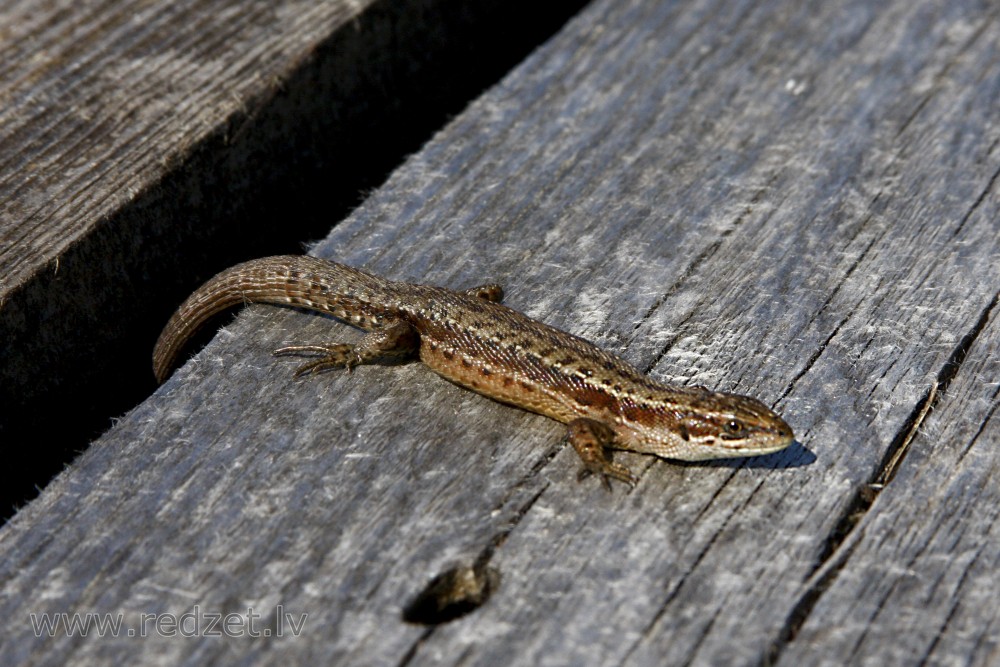 Lizard