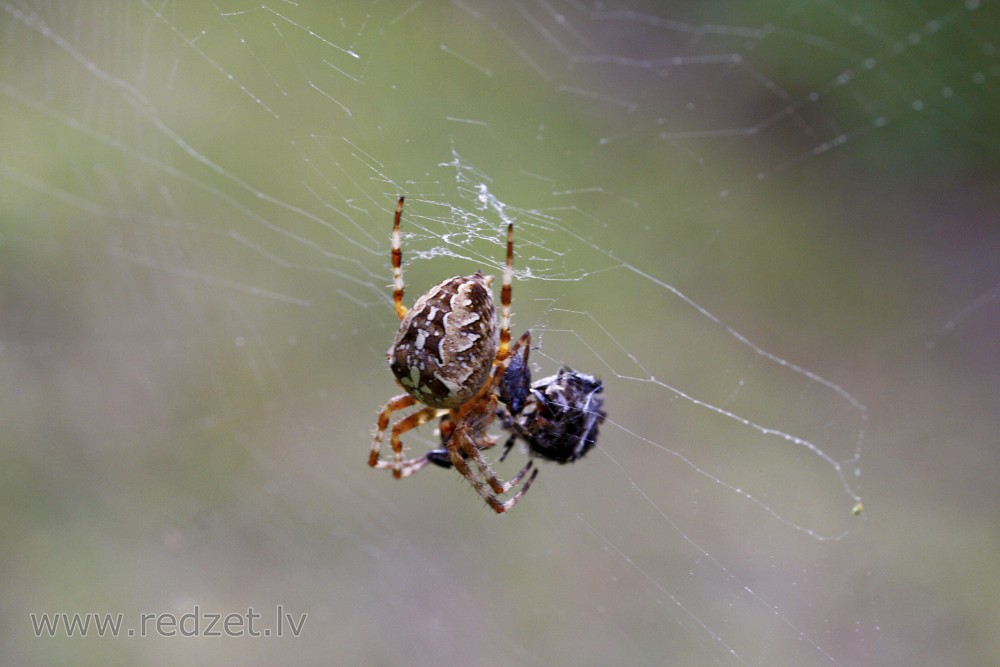 Spider catching fly