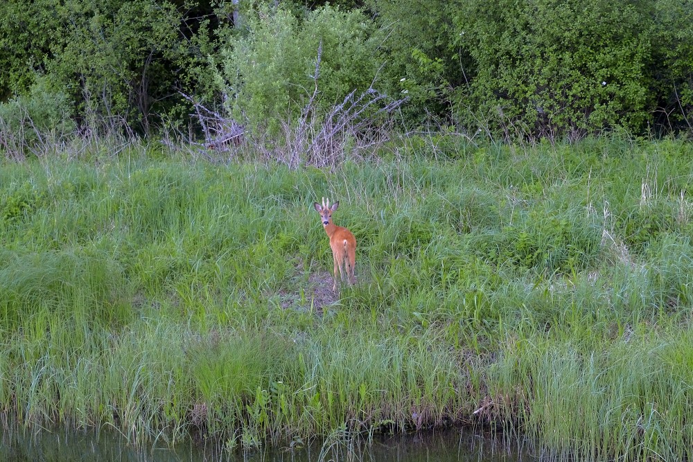 Stirnu buks aplūko fotogrāfu Stirnu buks aplūko fotogrāfu