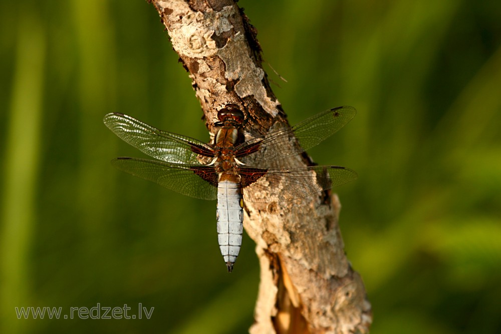 Broad-bodied chaser (male)