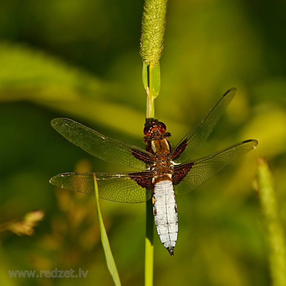Broad-bodied chaser (male)