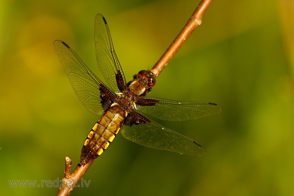 Broad-bodied chaser (female)