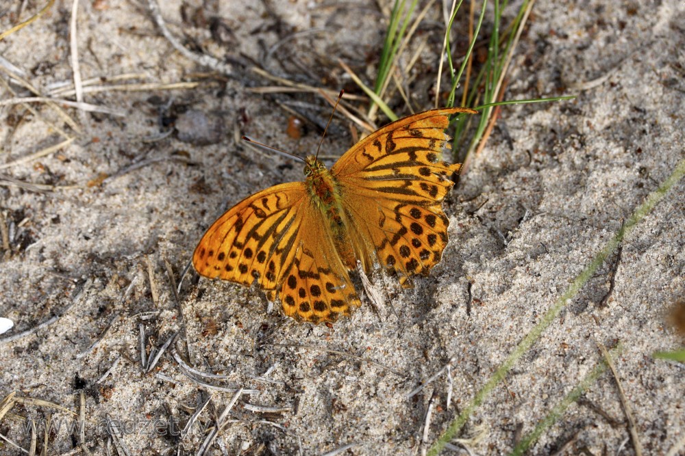 High brown fritillary with damaged wing