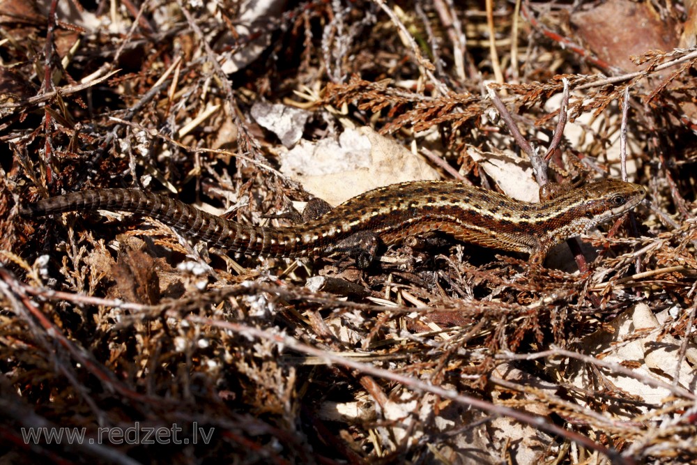 Lizard