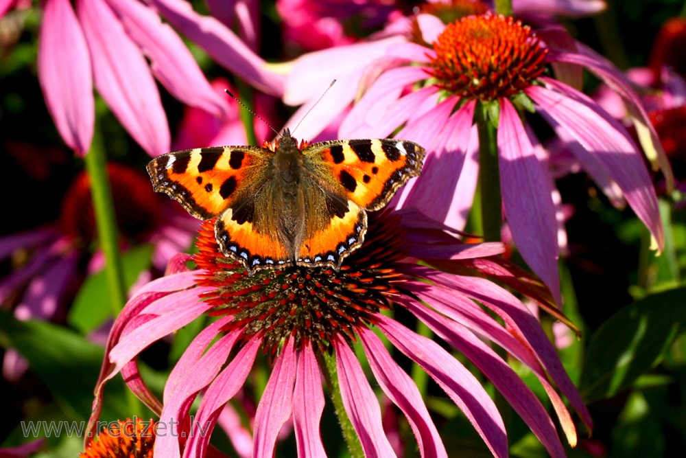 Small tortoiseshell on Flower