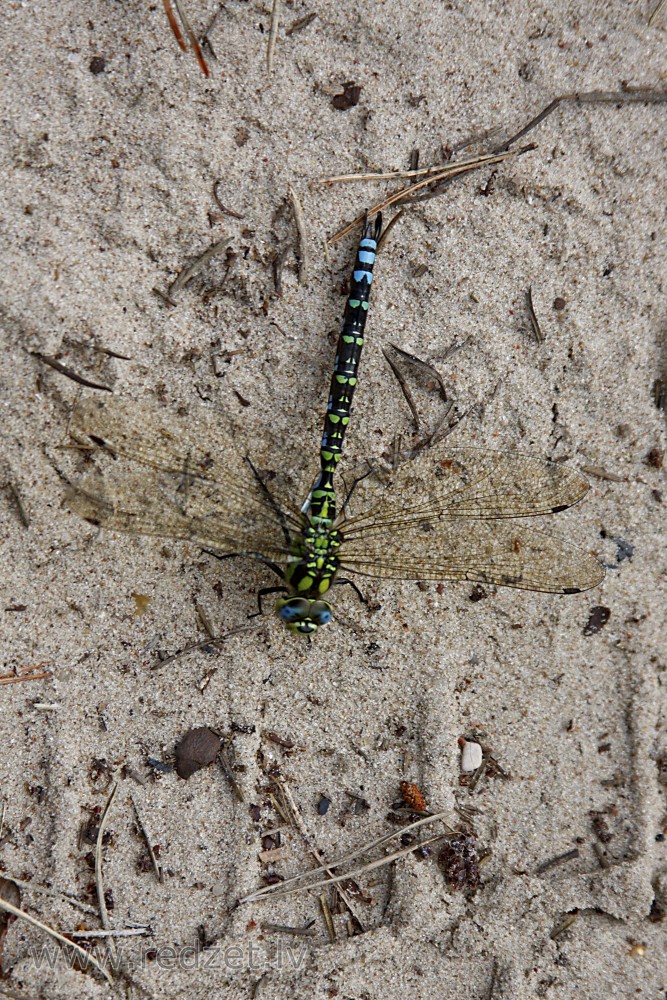 Dragonfly in sand