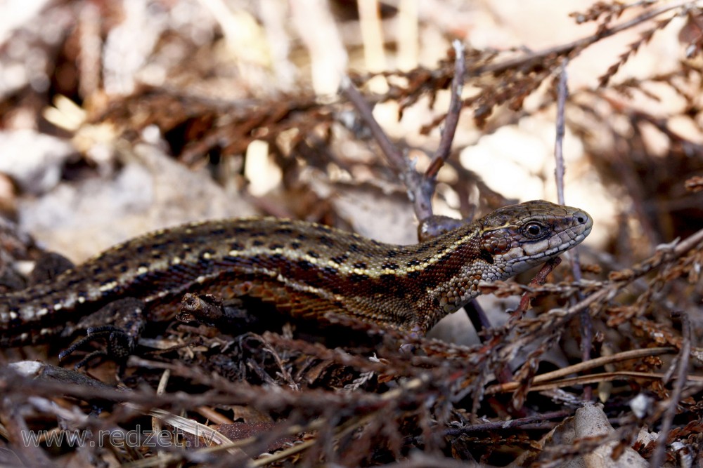 Lizard