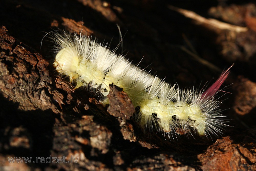 Lapkoku otiņmūķenes kāpurs