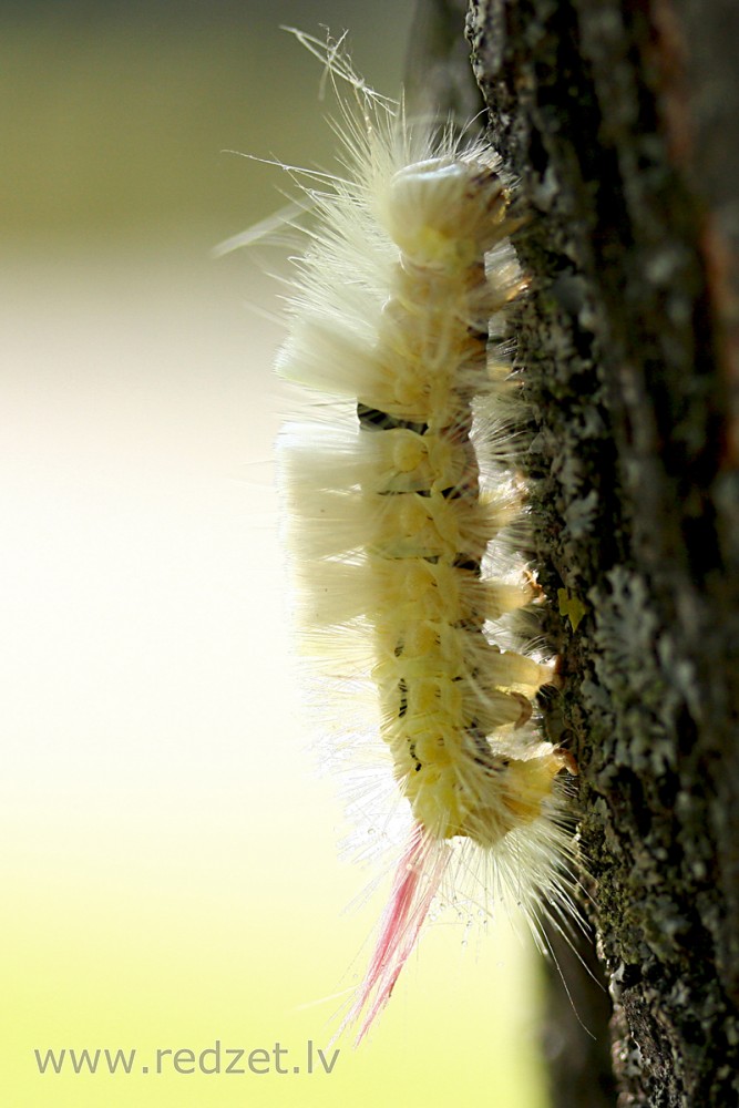 Lapkoku otiņmūķenes kāpurs