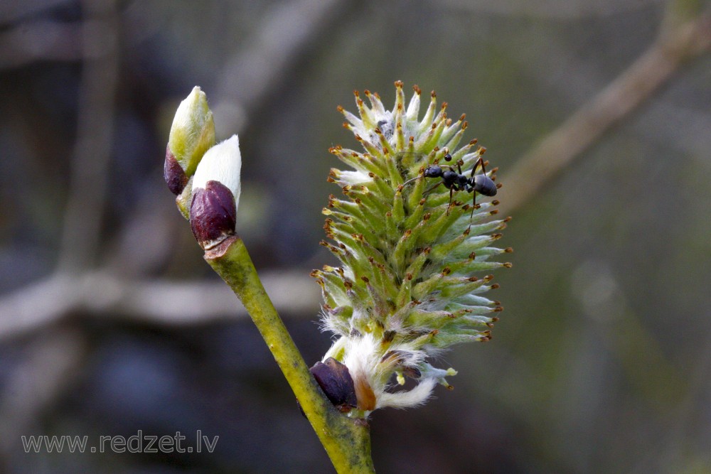 Skudra uz vītola pogaļas
