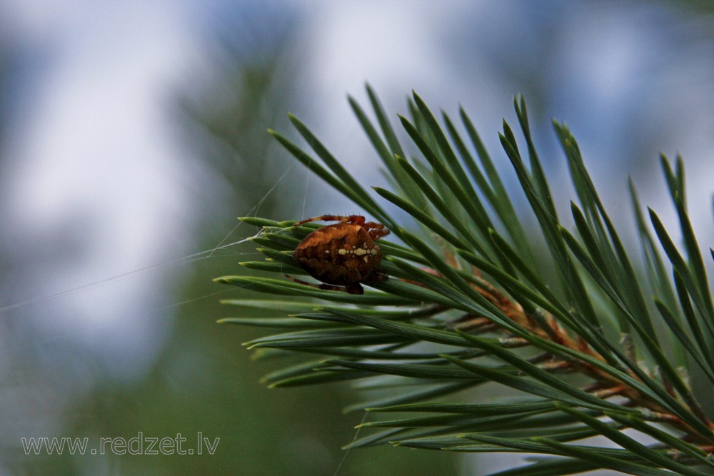 Spider on pine branch