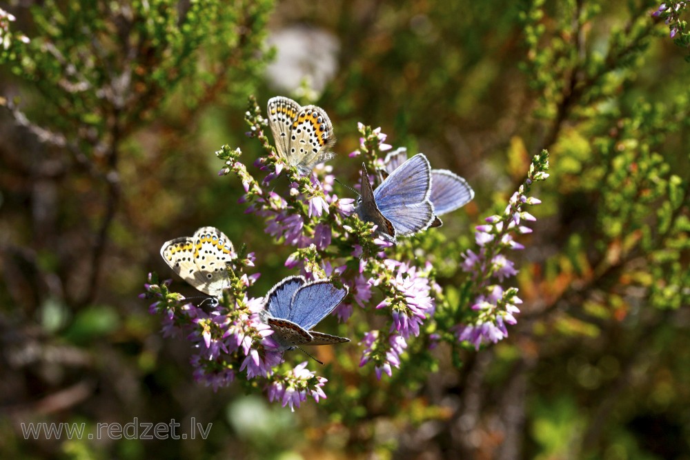 Silver-studded blue
