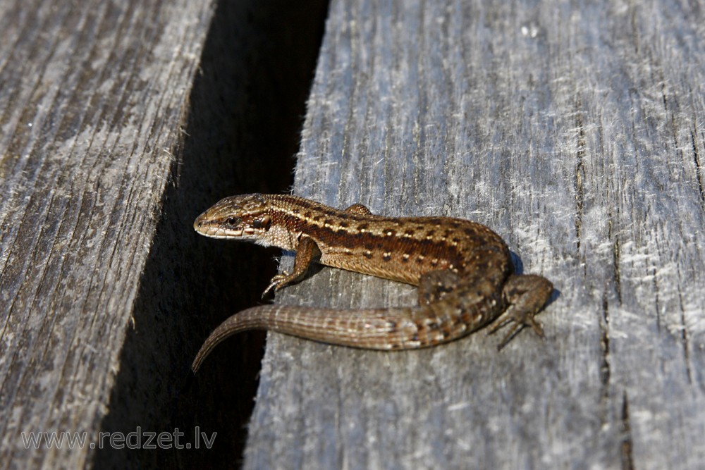 Lizard 