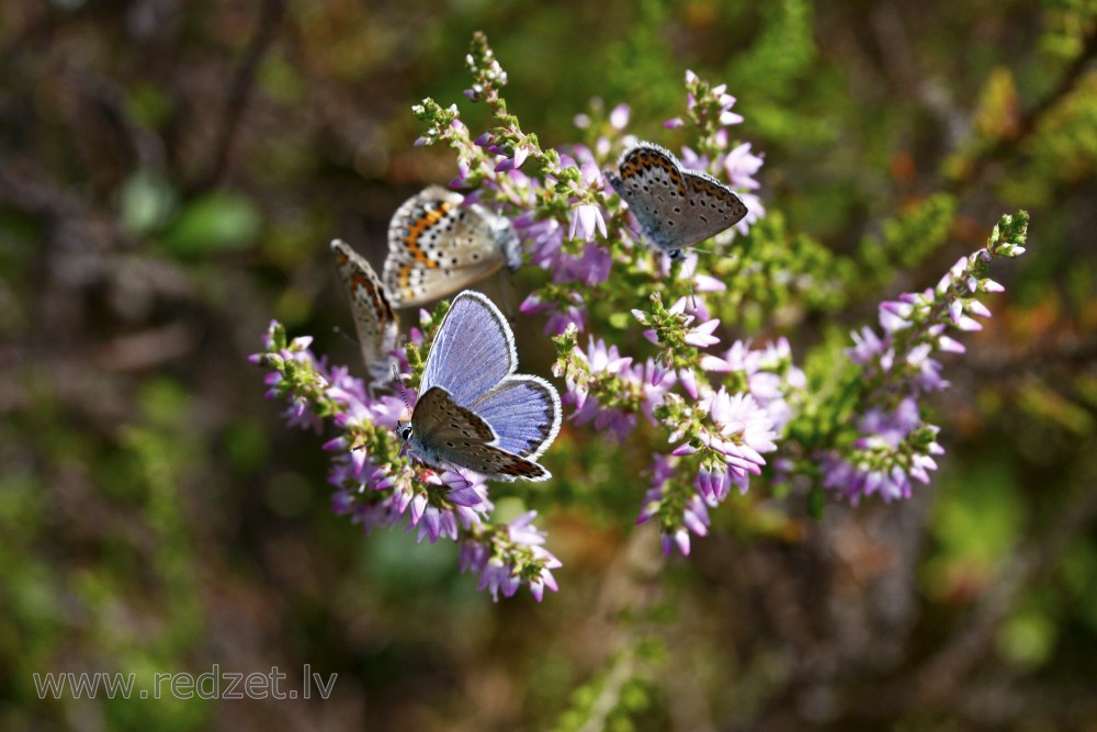 Silver-studded blue