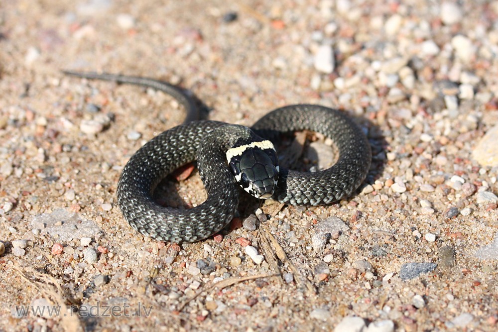 Grass snake 
