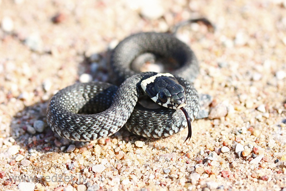 Grass snake