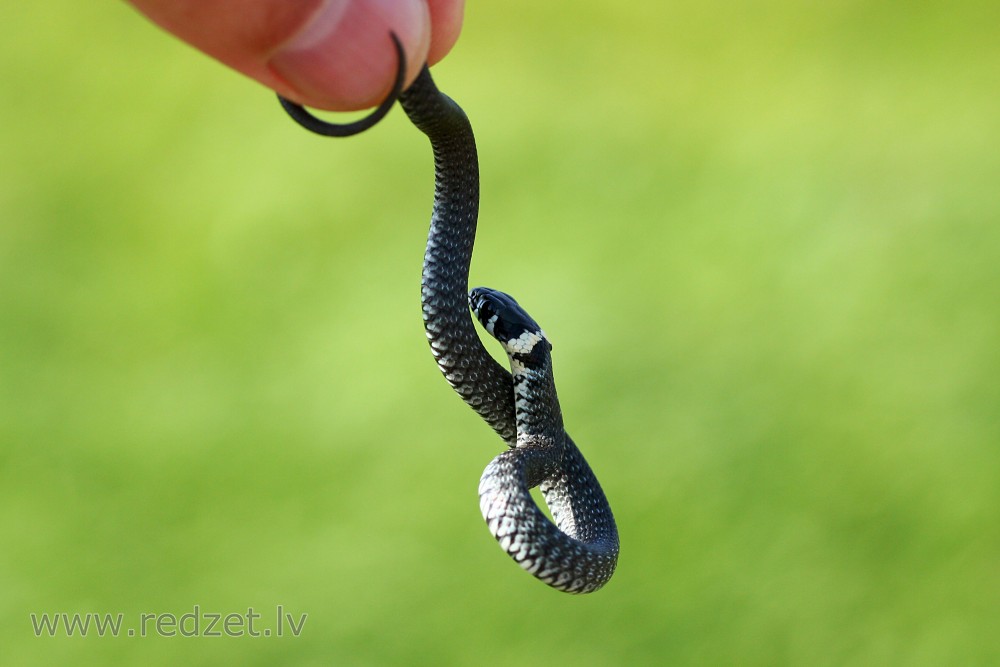 Young grass snake
