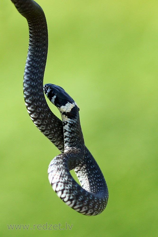 Young grass snake