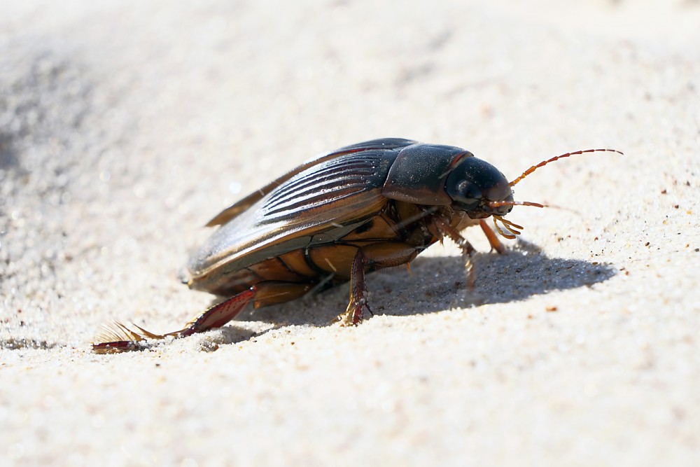 Dytiscus latissimus